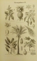 Preview: 1899 - alter Druck - Nahrungspflanzen II (Yamswurzel, Mangobaum, Ananas, ...